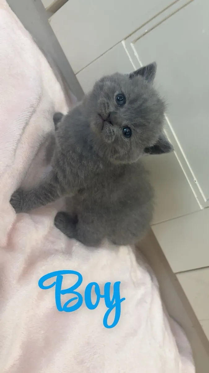 British shorthair kittens - Image 2
