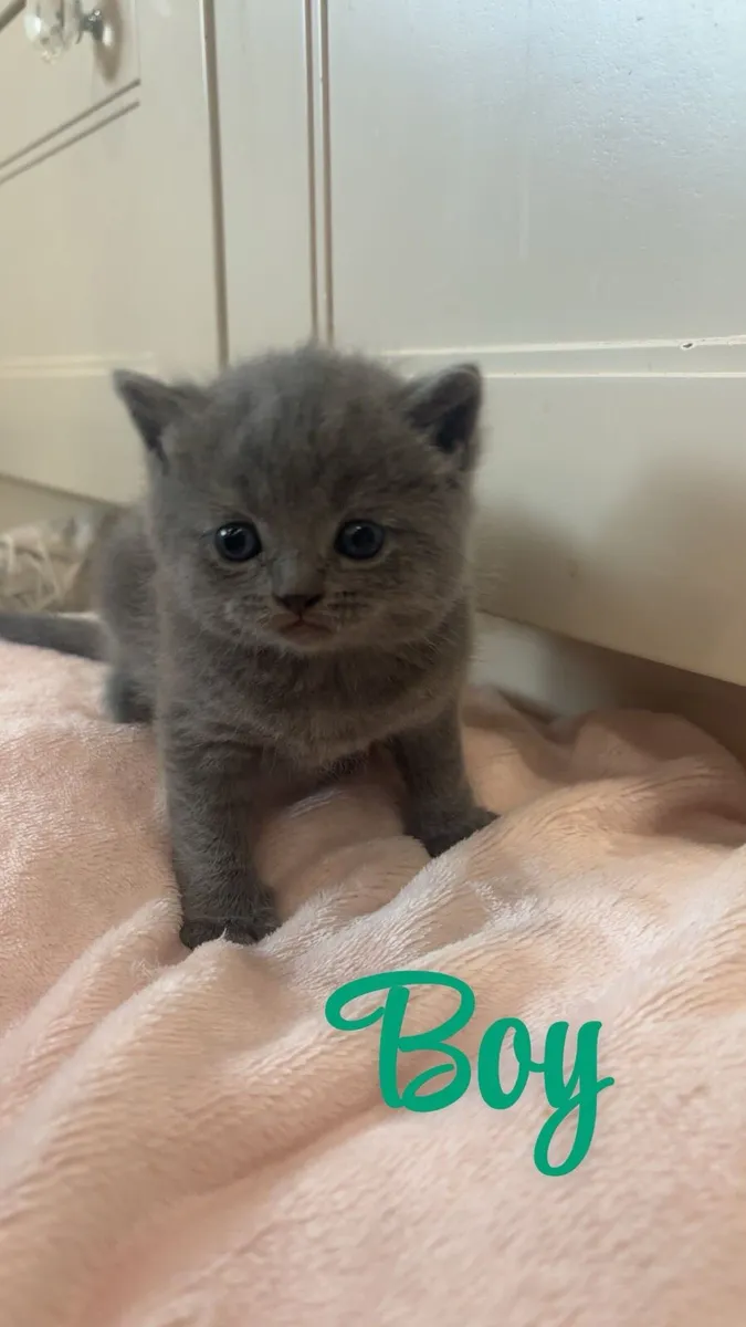 British shorthair kittens - Image 3