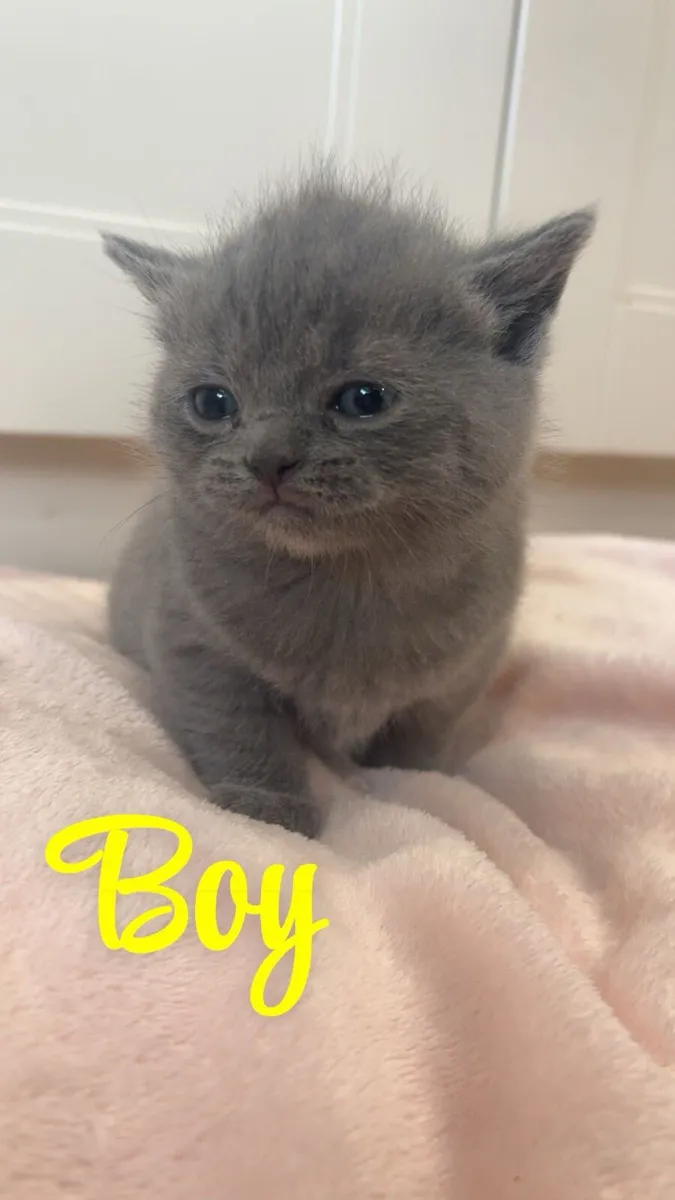 British shorthair kittens - Image 4