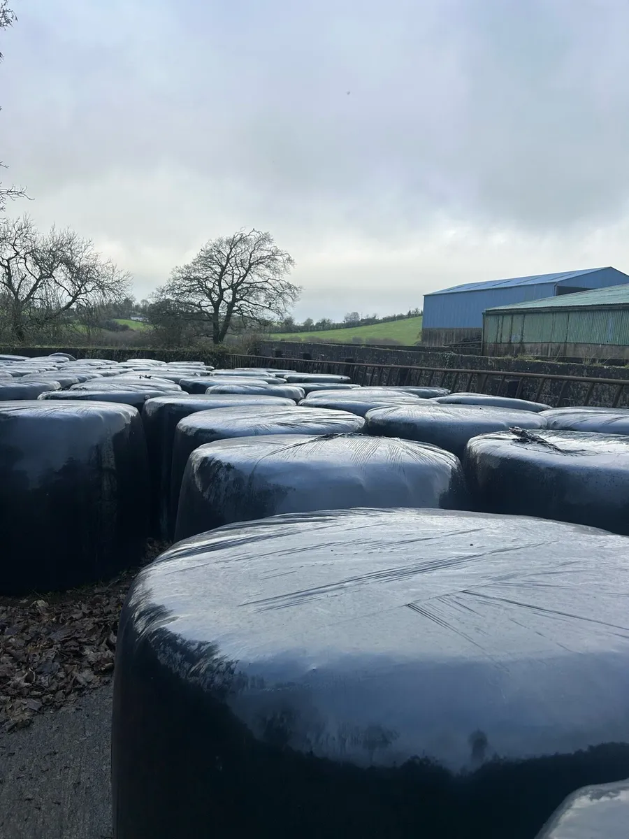 Single Chop Silage Bales - Image 3