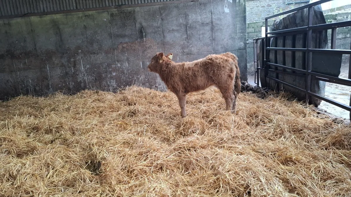 Beautiful U grade golden charolais Heifer - Image 1