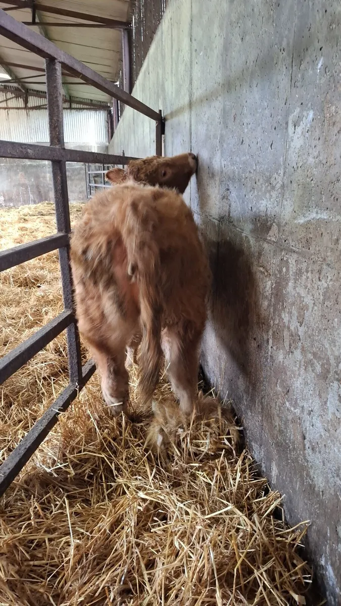 Beautiful U grade golden charolais Heifer - Image 2