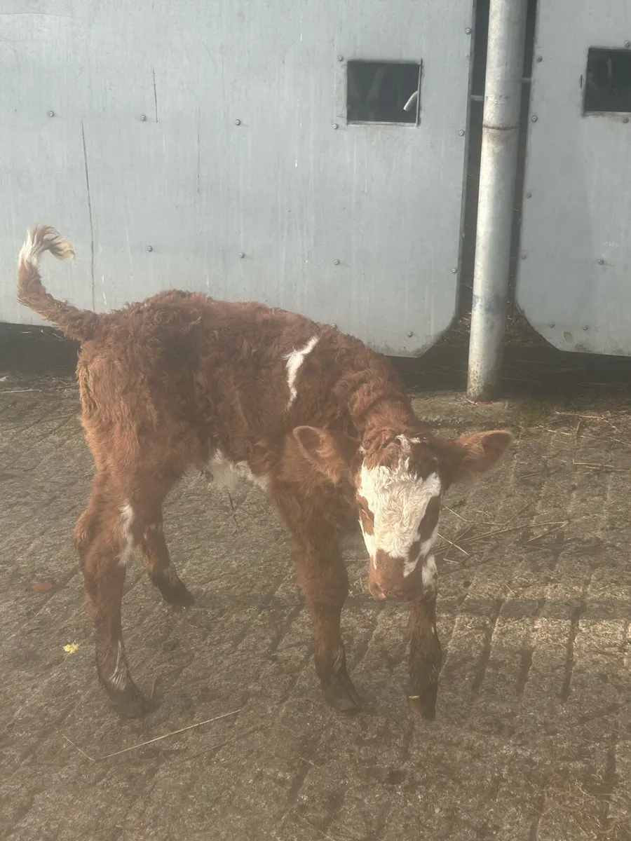 Simmental Heifer Calf - Image 1