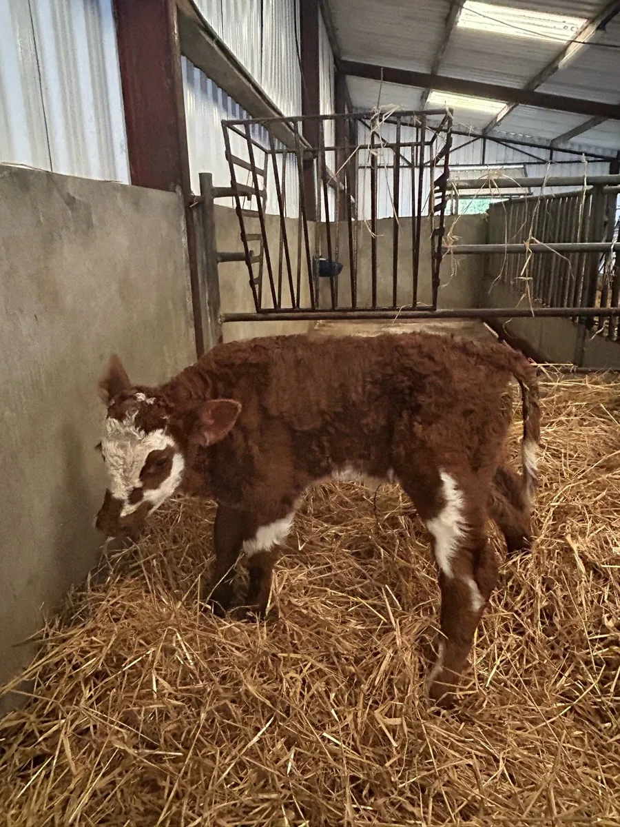 Simmental Heifer Calf - Image 2