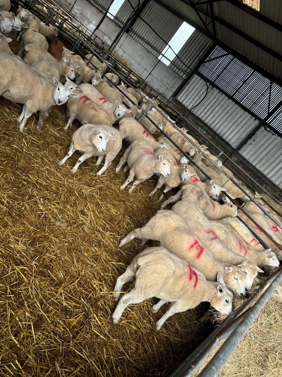 Ewe Lambs - Image 2