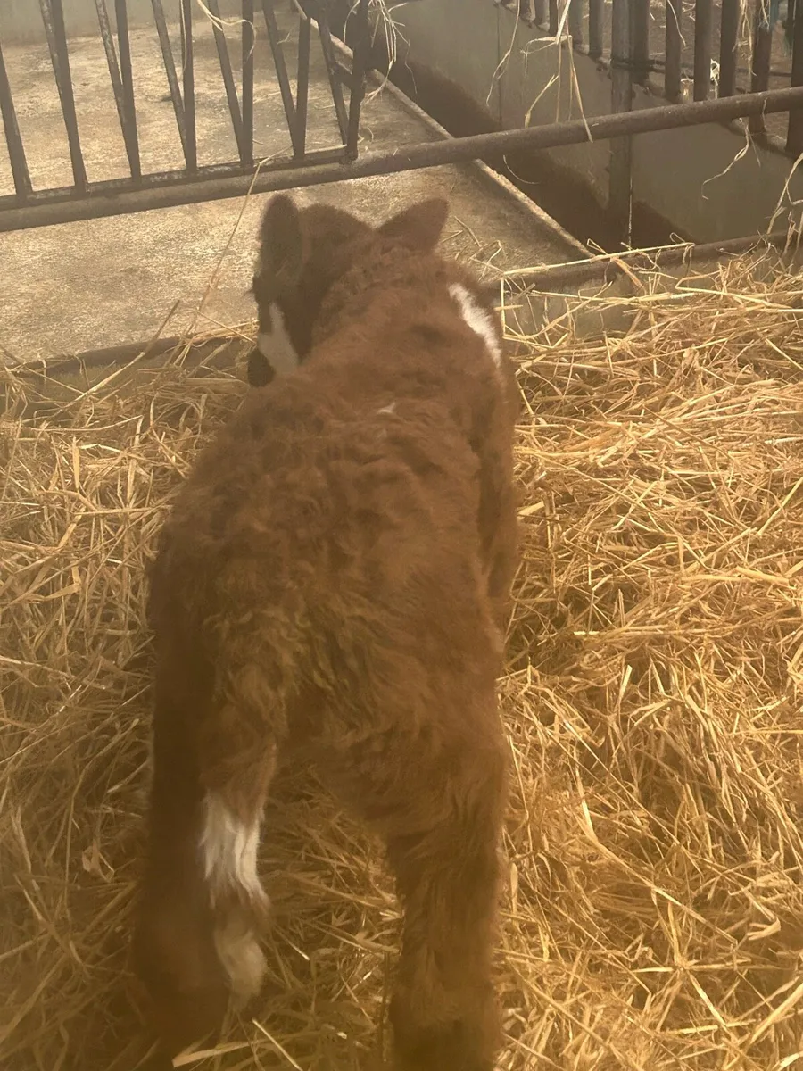 Simmental Heifer Calf - Image 3