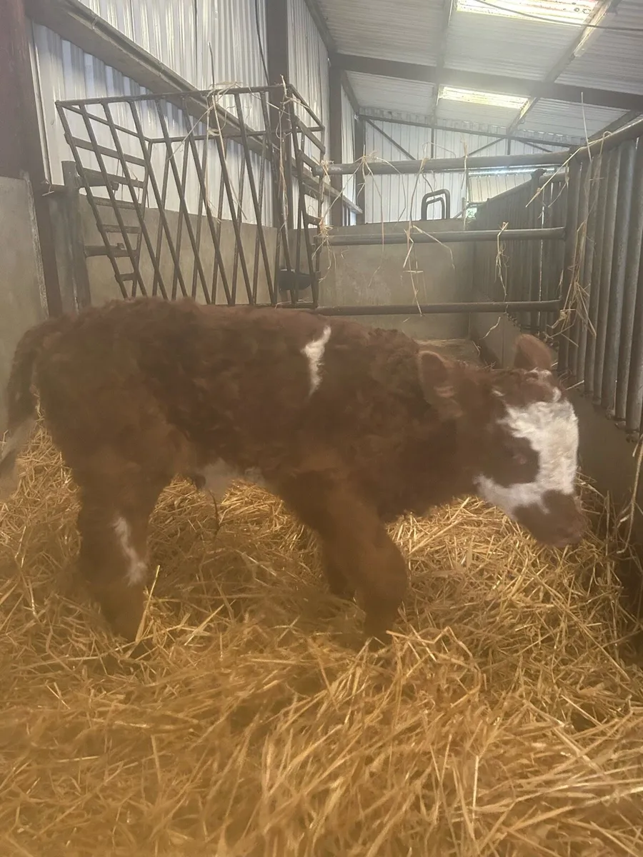 Simmental Heifer Calf - Image 4