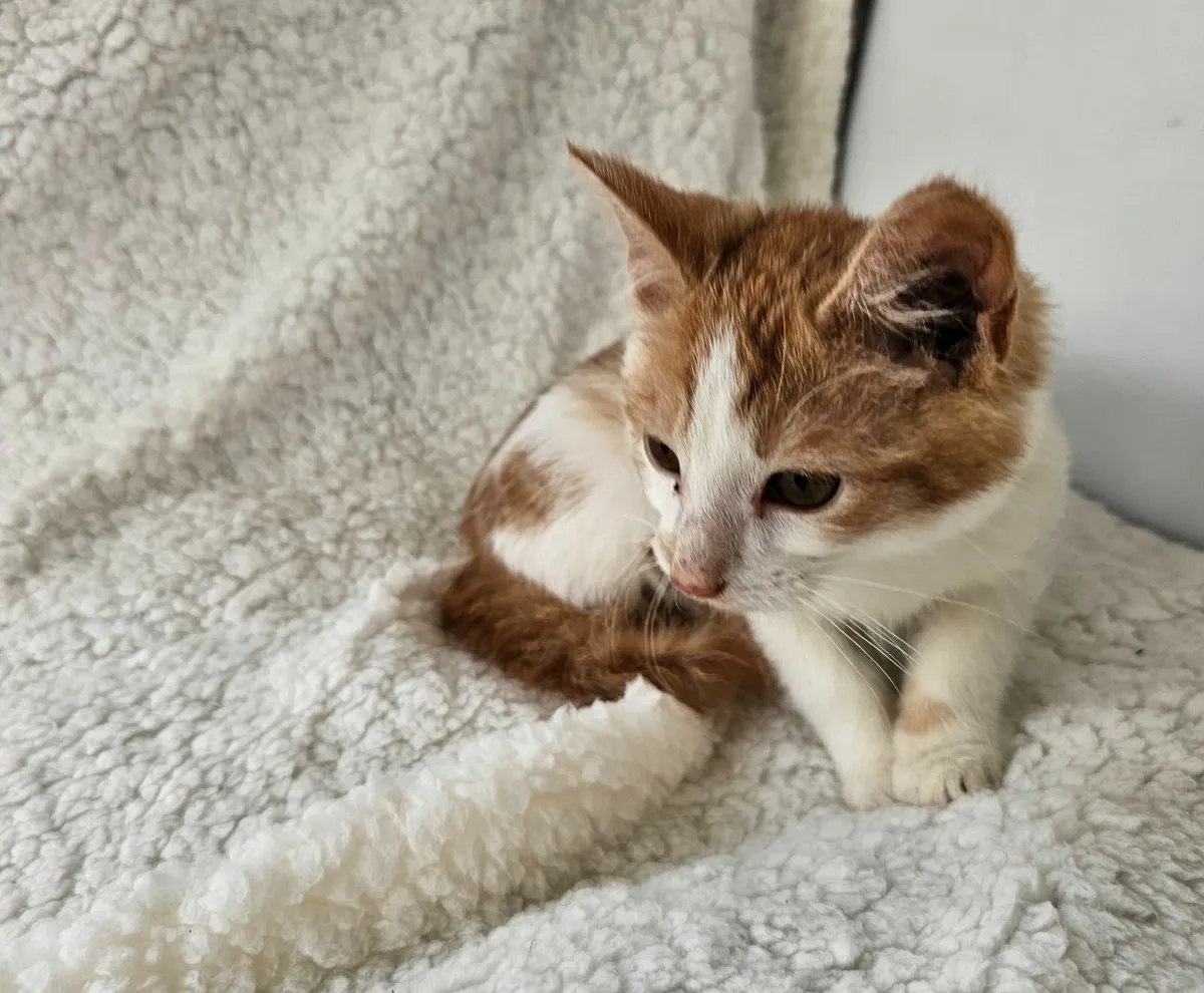 Ginger & white kittens - Image 4