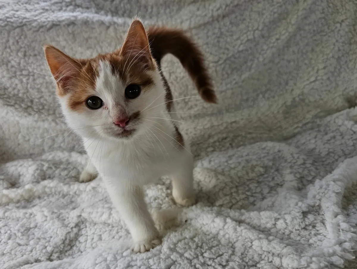 Ginger & white kittens - Image 3
