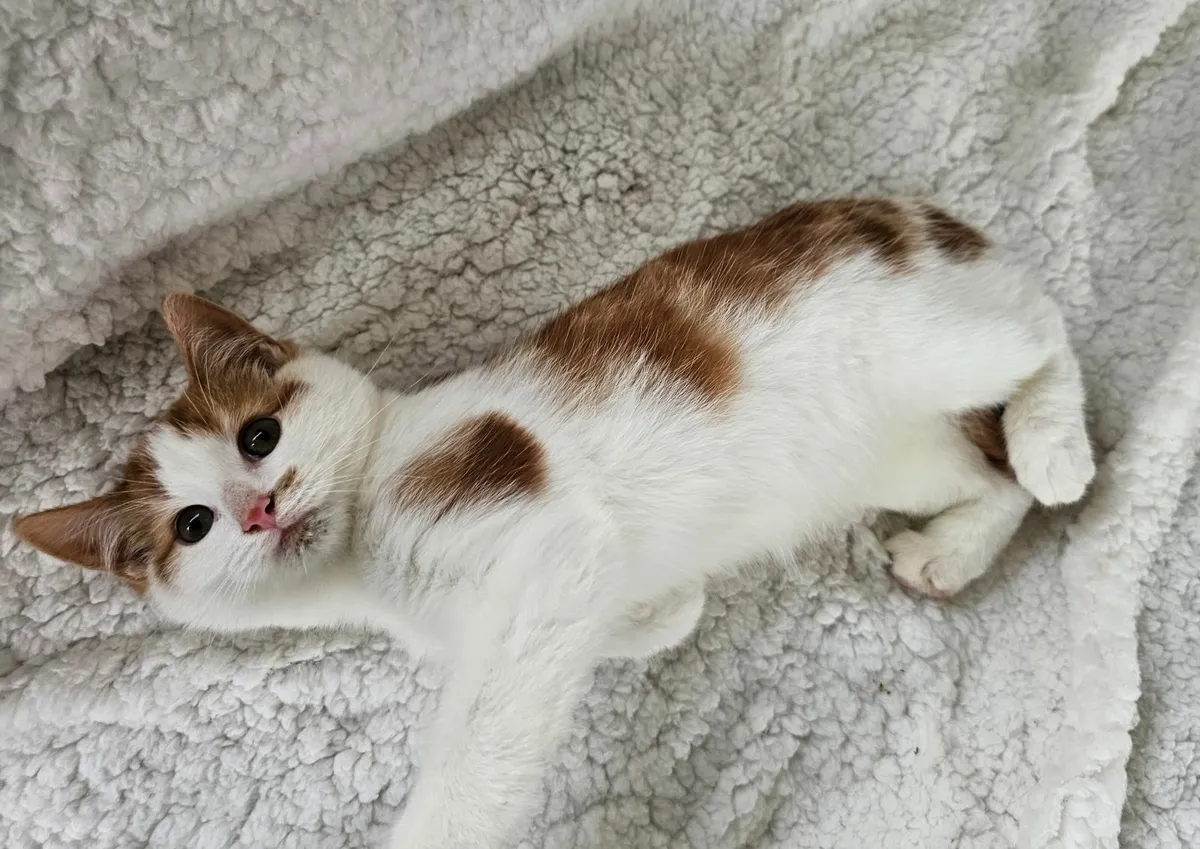 Ginger & white kittens all reserved - Image 4