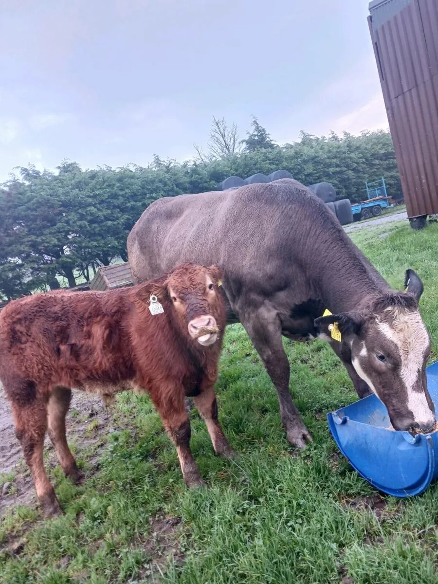 Cow with Calf at foot - Image 1