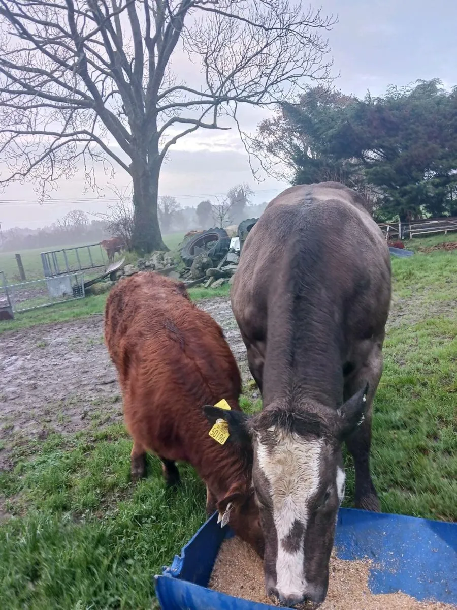 Cow with Calf at foot - Image 2