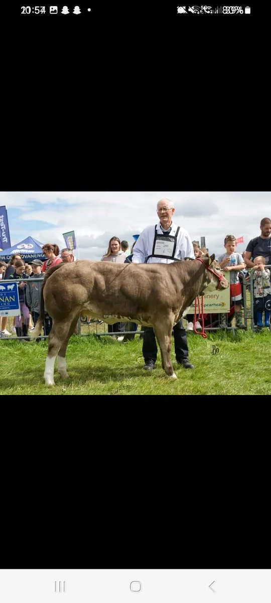 Cow with Calf at foot - Image 3