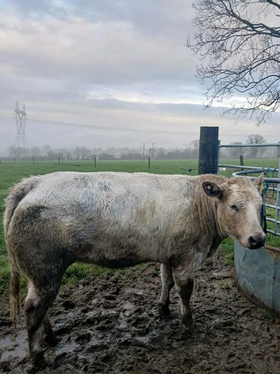Cow with Calf at foot - Image 4