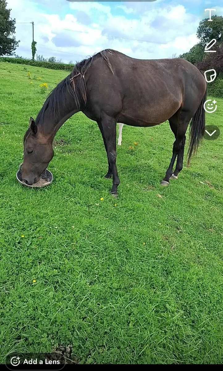 5yo TB Mare - Image 1