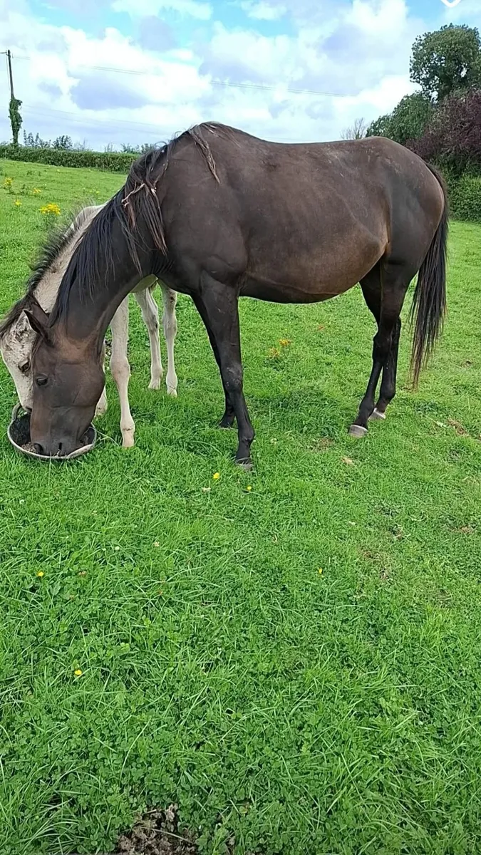 5yo TB Mare - Image 2