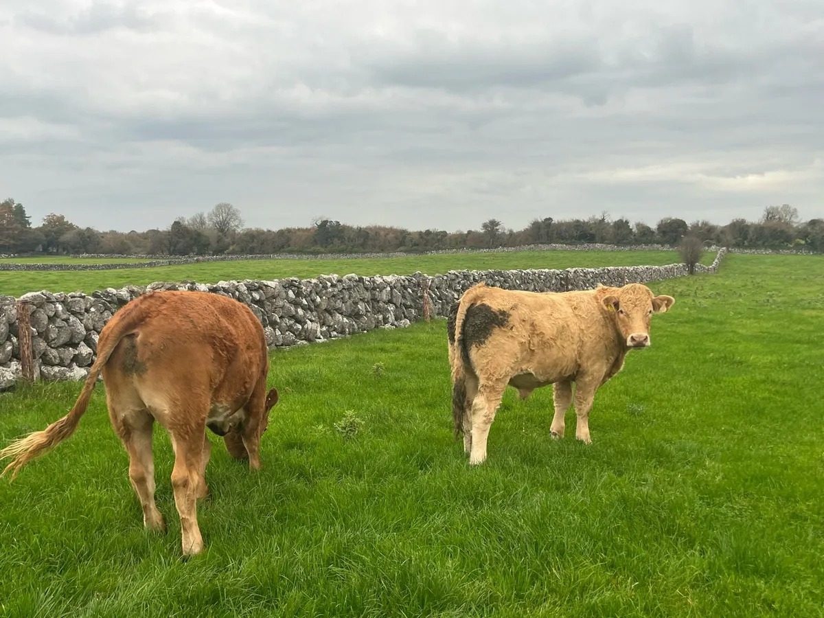 11 Continental bullocks - Image 1