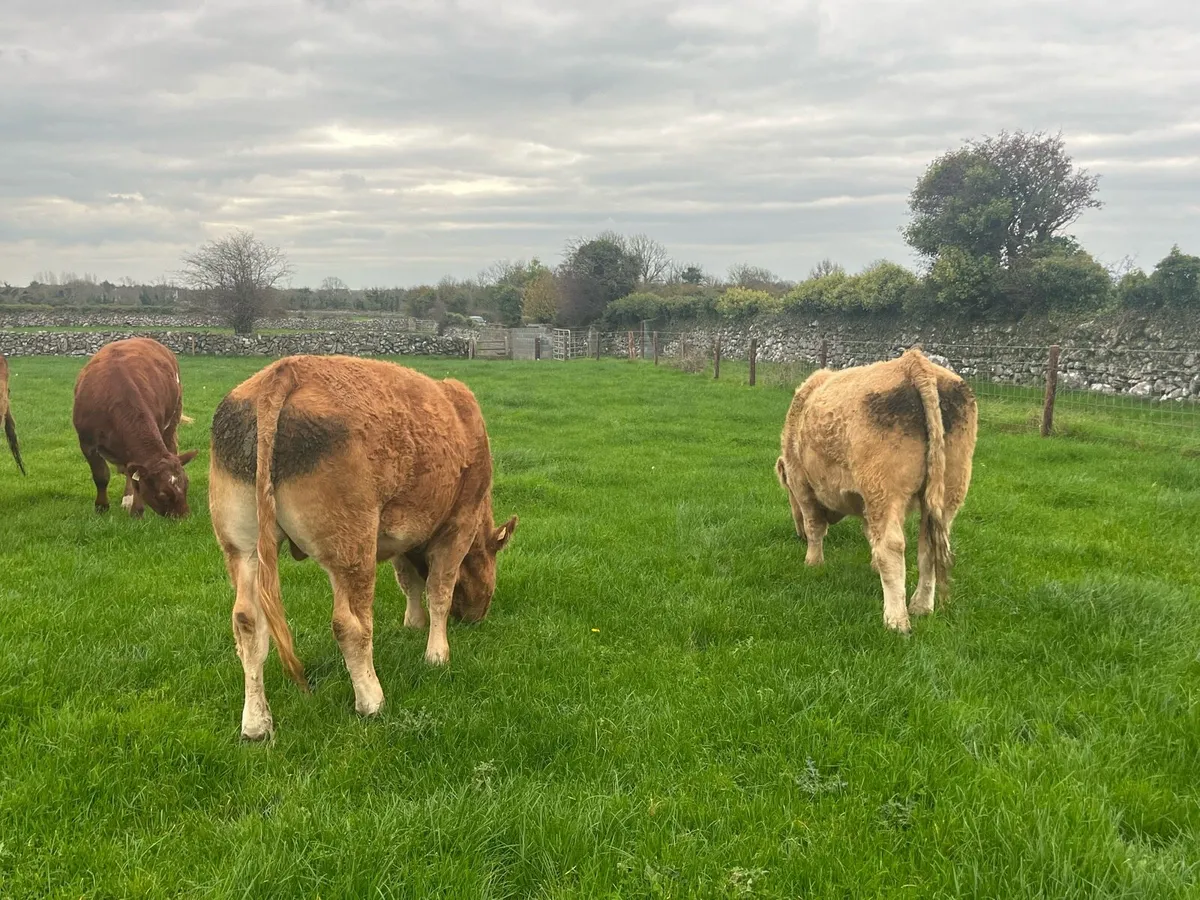 11 Continental bullocks - Image 2