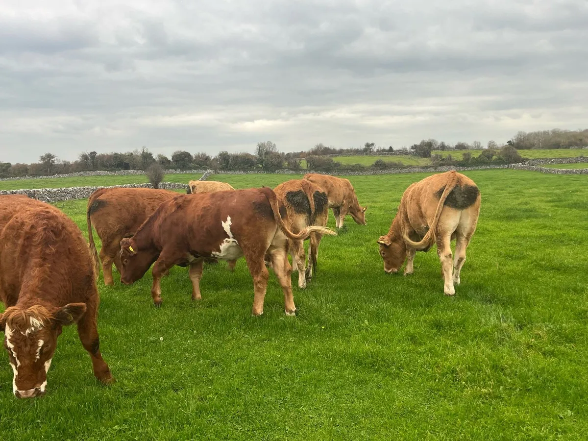 11 Continental bullocks - Image 3