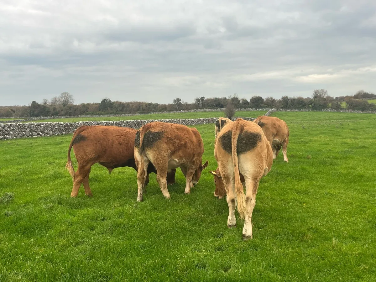 11 Continental bullocks - Image 4