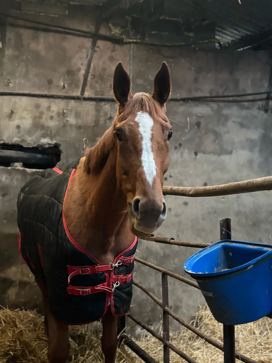 Riding horse or brood mare - Image 1