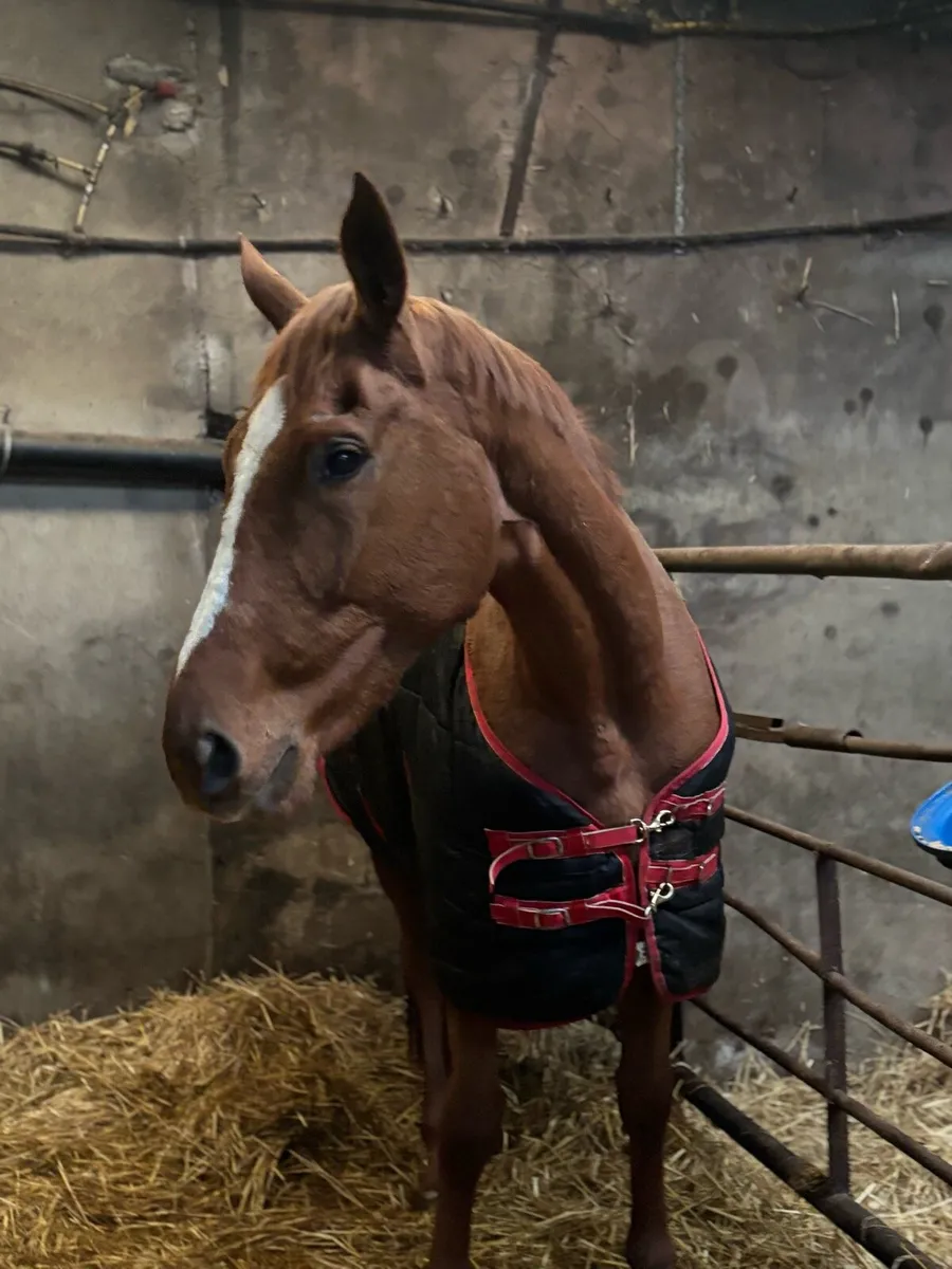 Riding horse or brood mare - Image 2