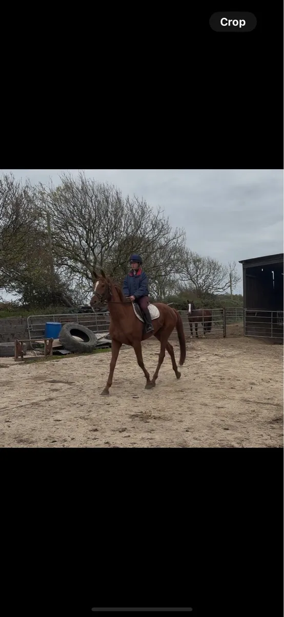 Riding horse or brood mare - Image 3