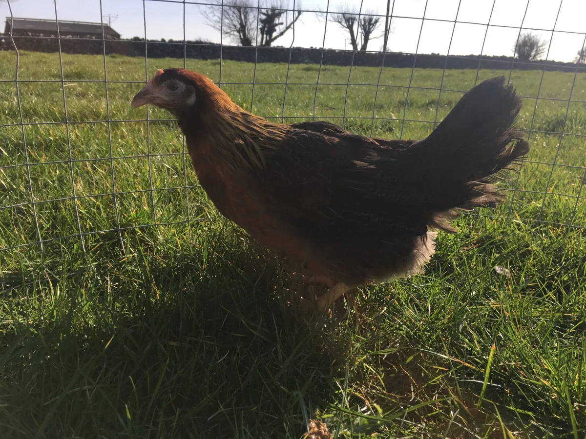 Delivering to Mayo Friday 14th November - Image 3