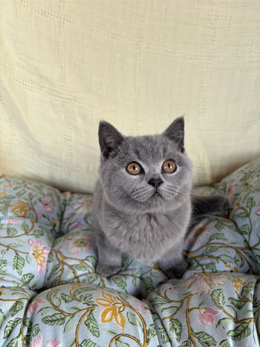 British Shorthair GCCFI - Image 1