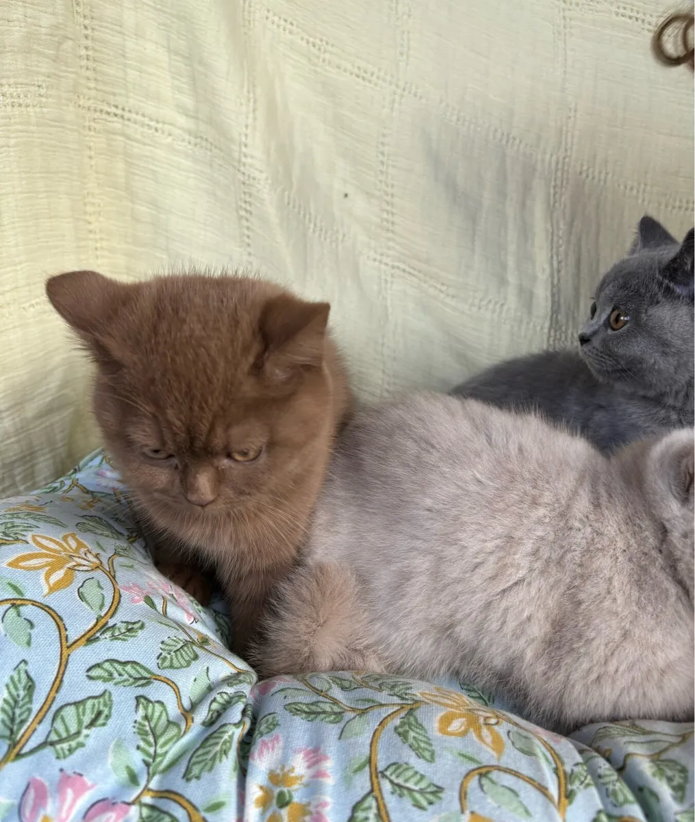 British Shorthair GCCFI - Image 4