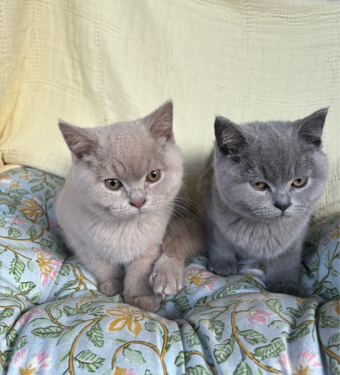 British Shorthair GCCFI - Image 2