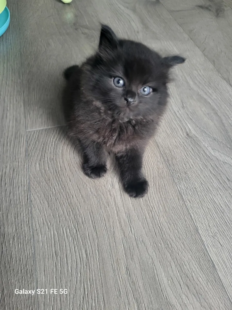 Sweet kittens one fluffy🐈🐈 - Image 1