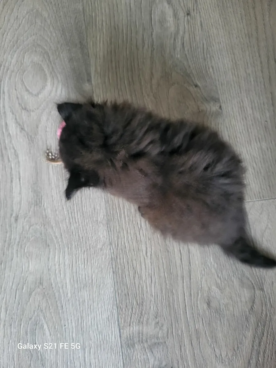 Sweet kittens one fluffy🐈🐈 - Image 2