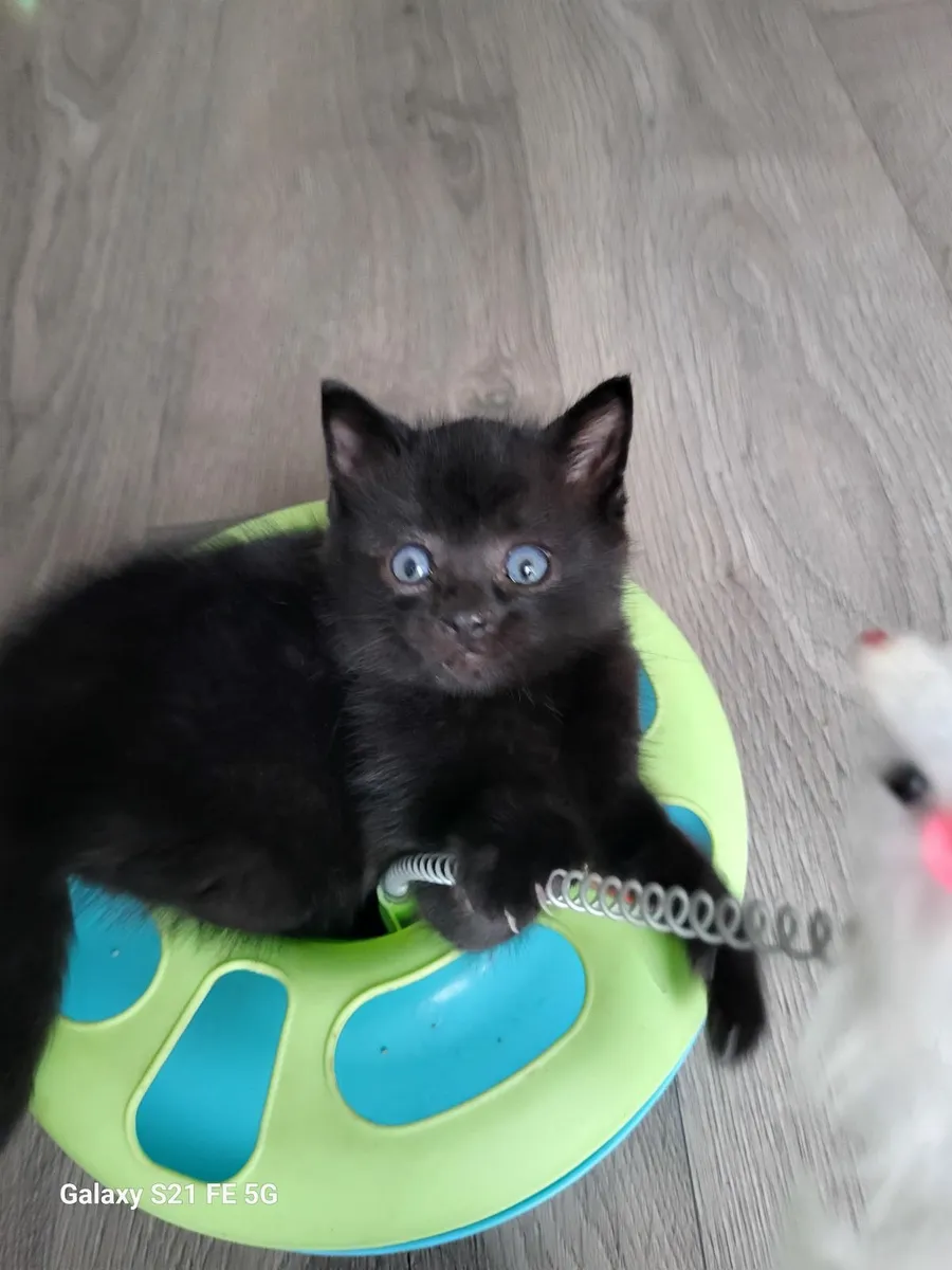 Sweet kittens one fluffy🐈🐈 - Image 3