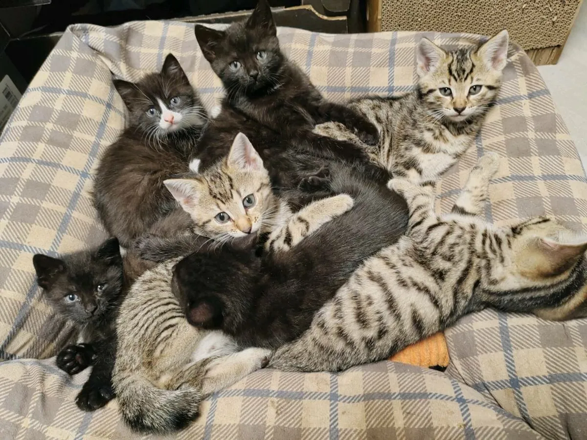 cute kitten for sale - Image 1