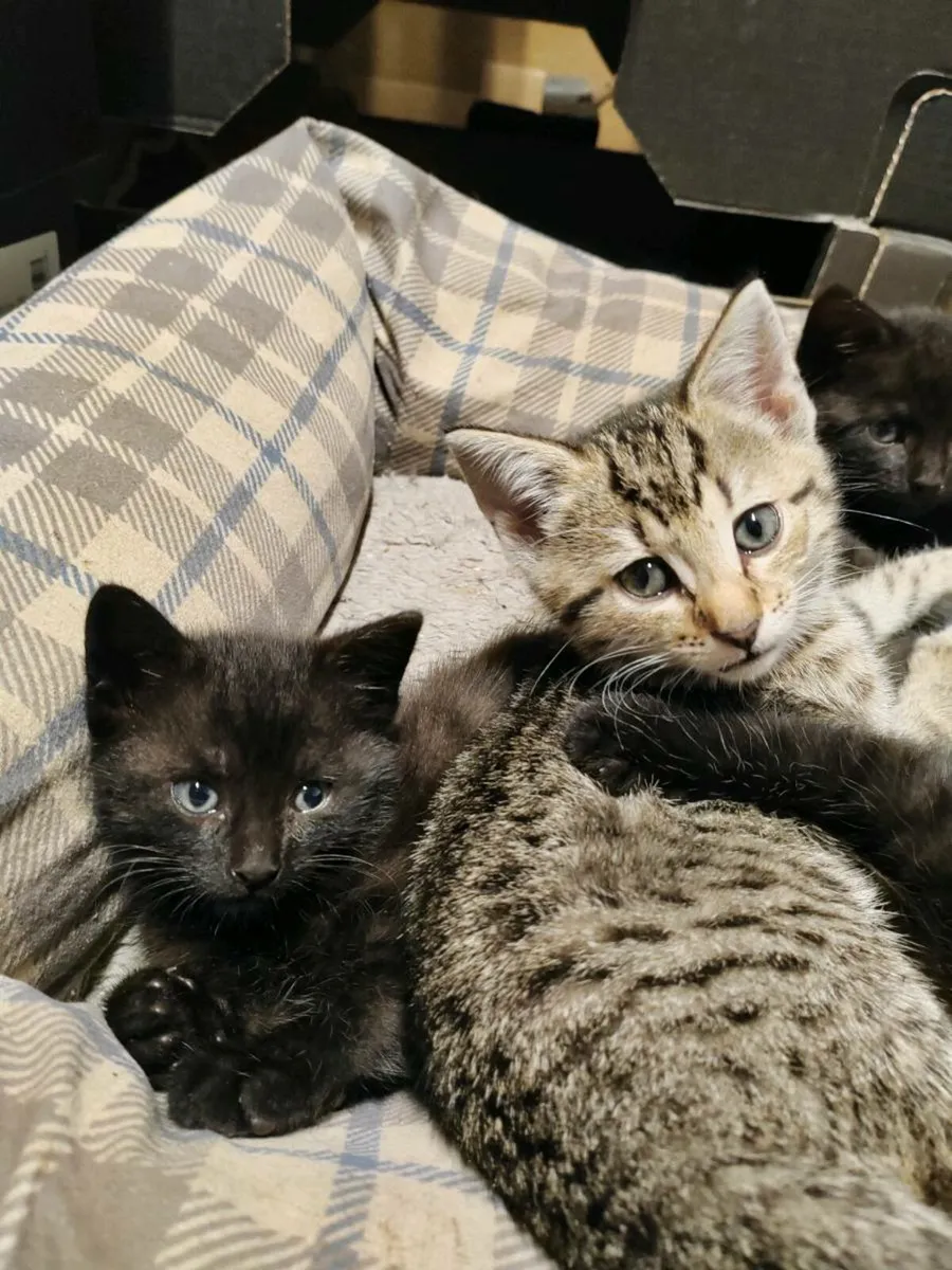 cute kitten for sale - Image 2