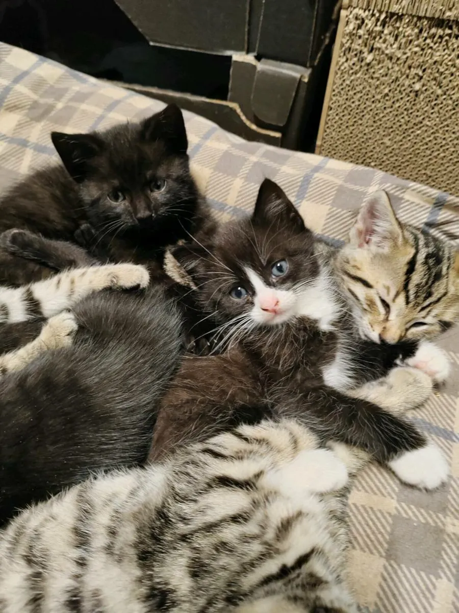 cute kitten for sale - Image 3