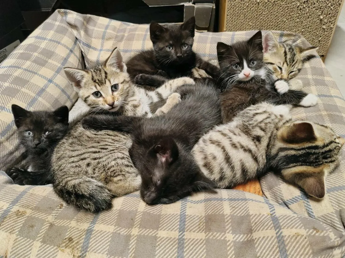 cute kitten for sale - Image 4