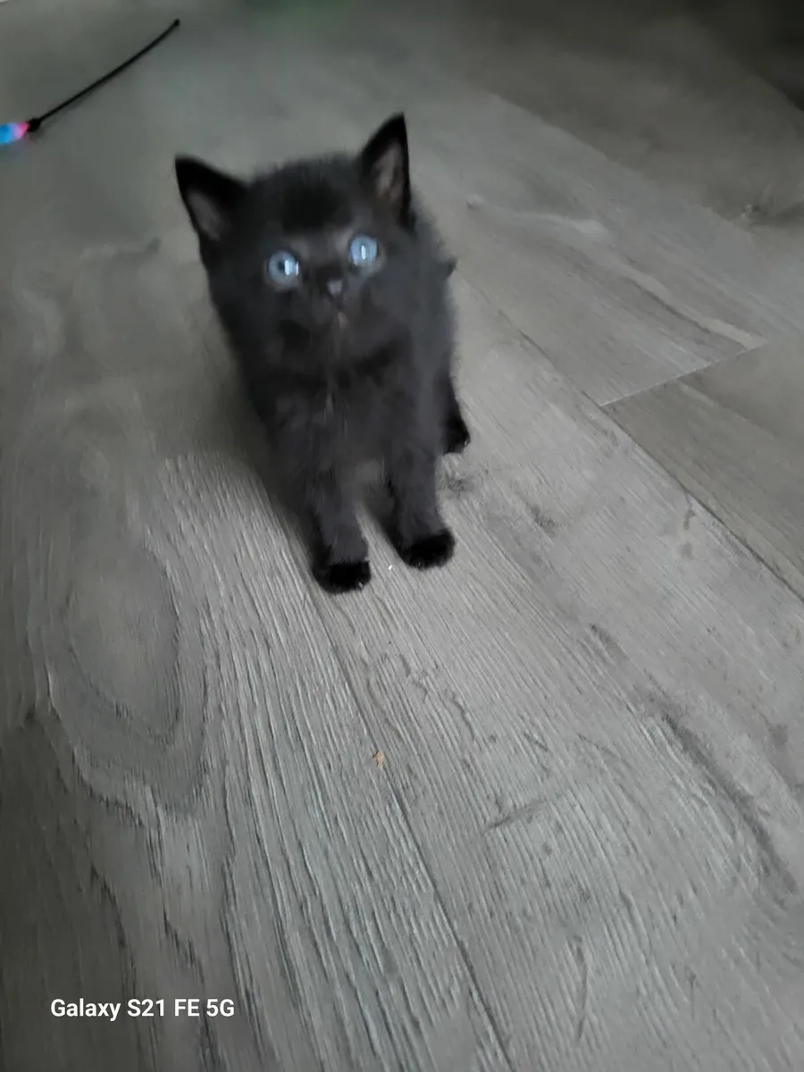 Sweet kittens one fluffy🐈🐈 - Image 4