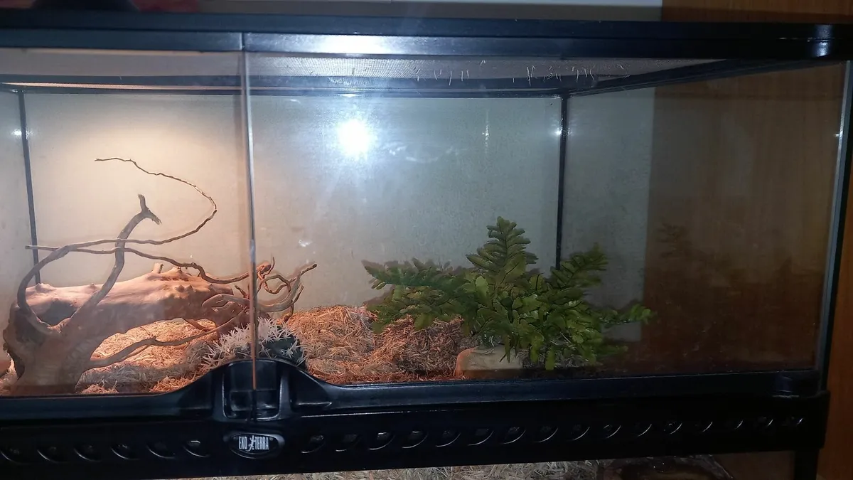 Hognose snake - Image 1