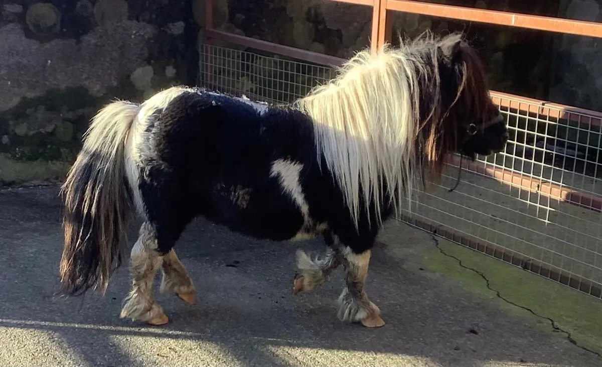 Shetland Pony - Image 1