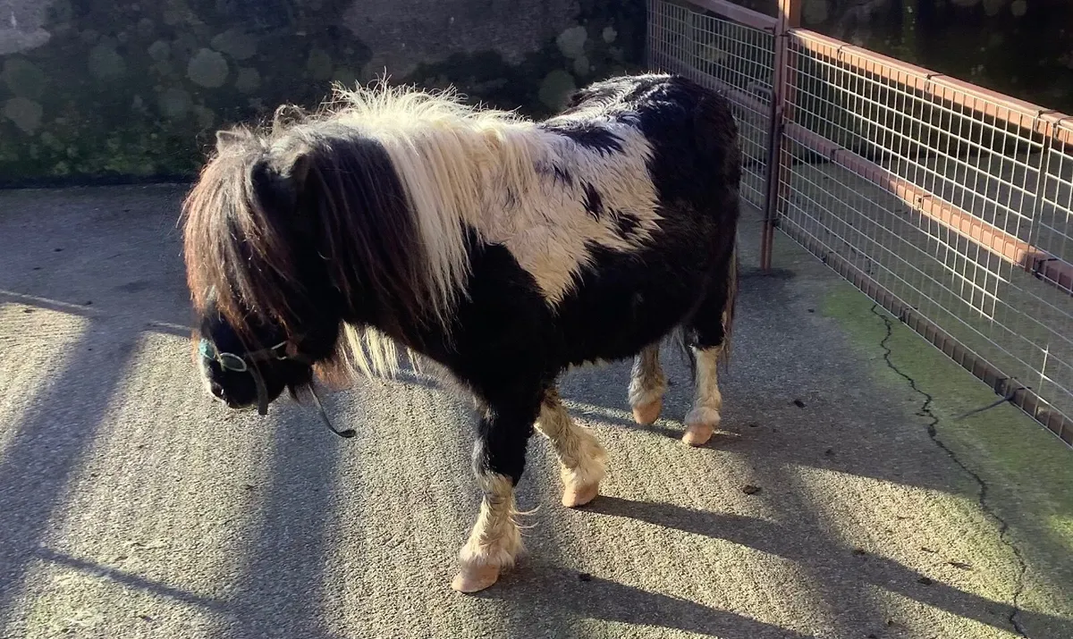 Shetland Pony - Image 2