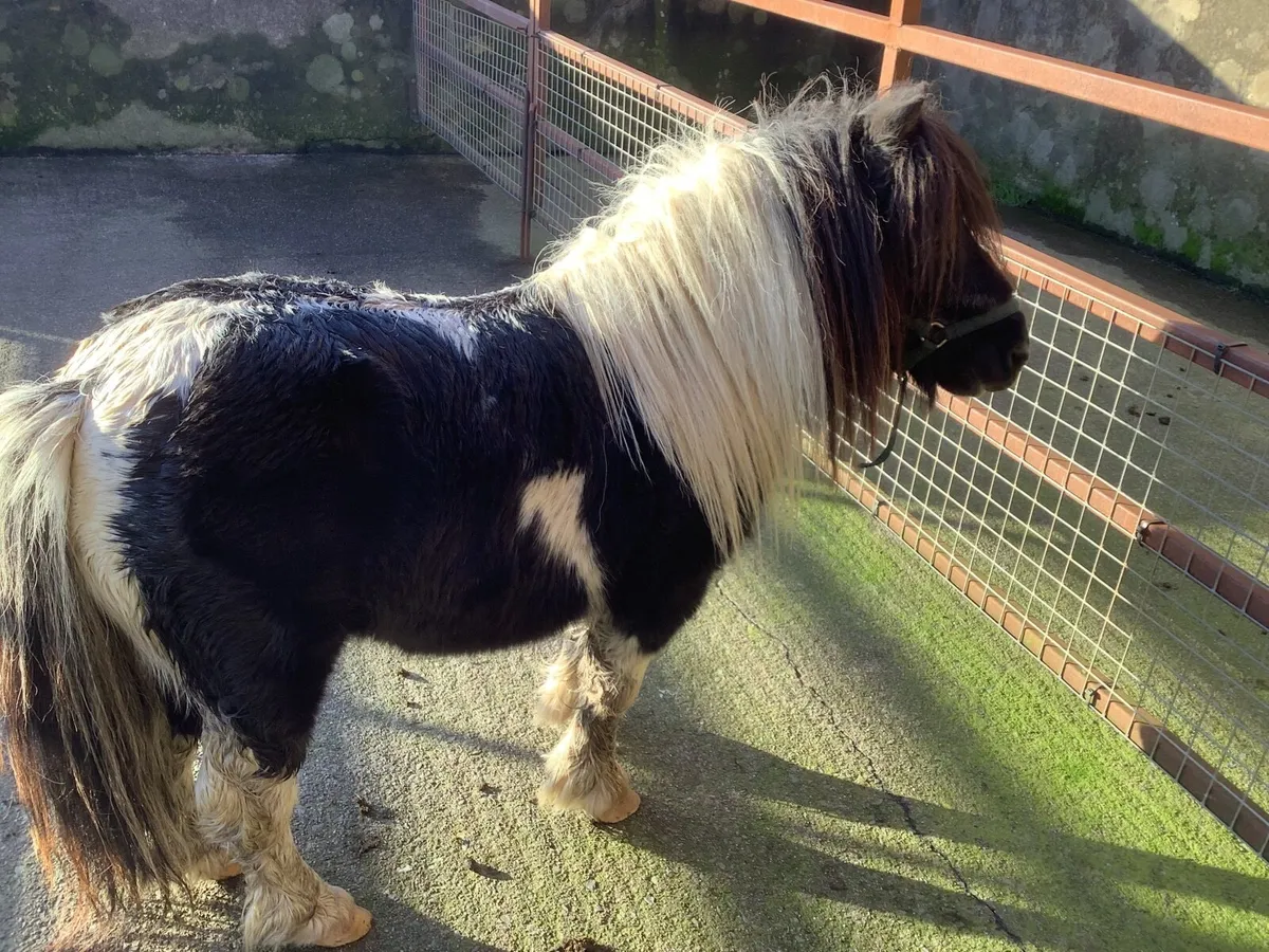 Shetland Pony - Image 3