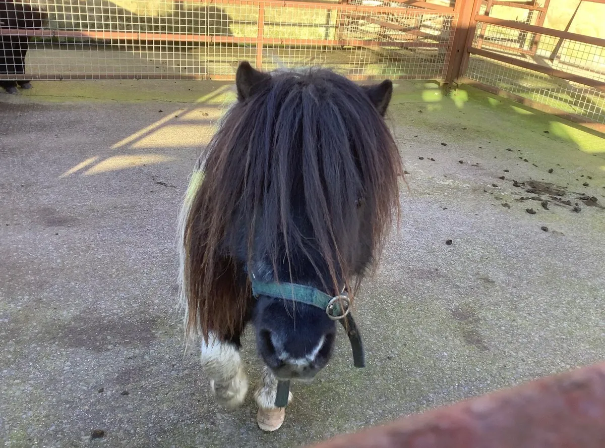 Shetland Pony - Image 4