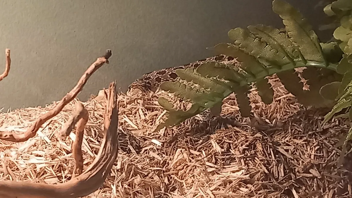 Hognose snake - Image 3