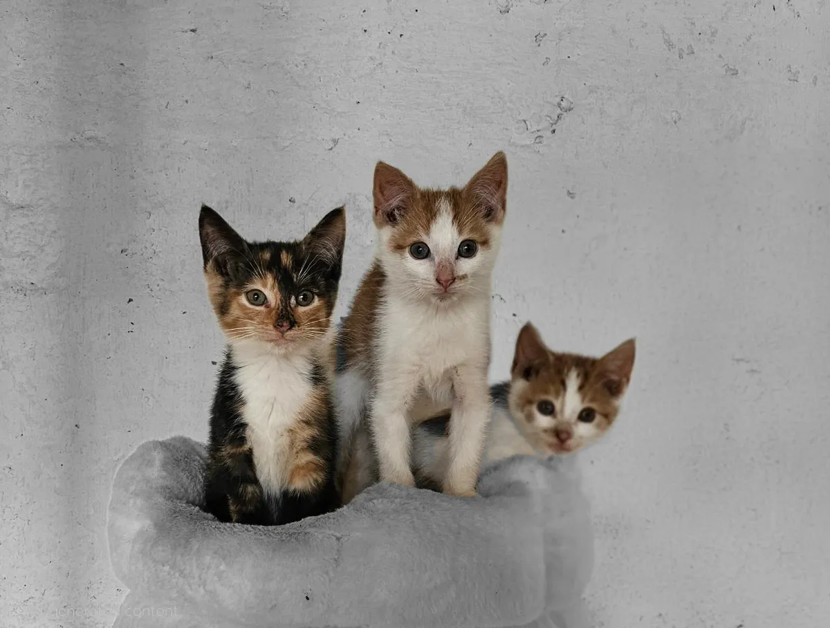 Ginger & white kittens - Image 1