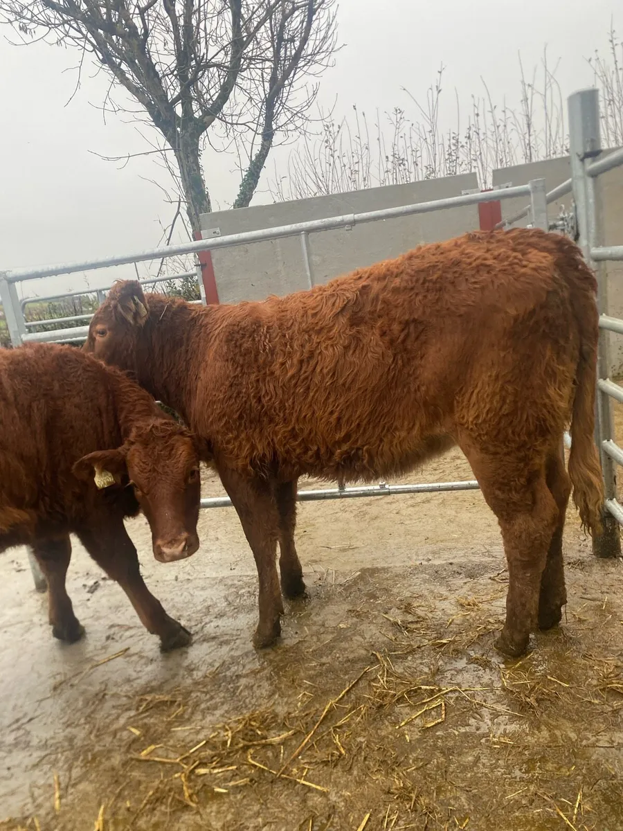 2 limousine heifers cow makers - Image 1