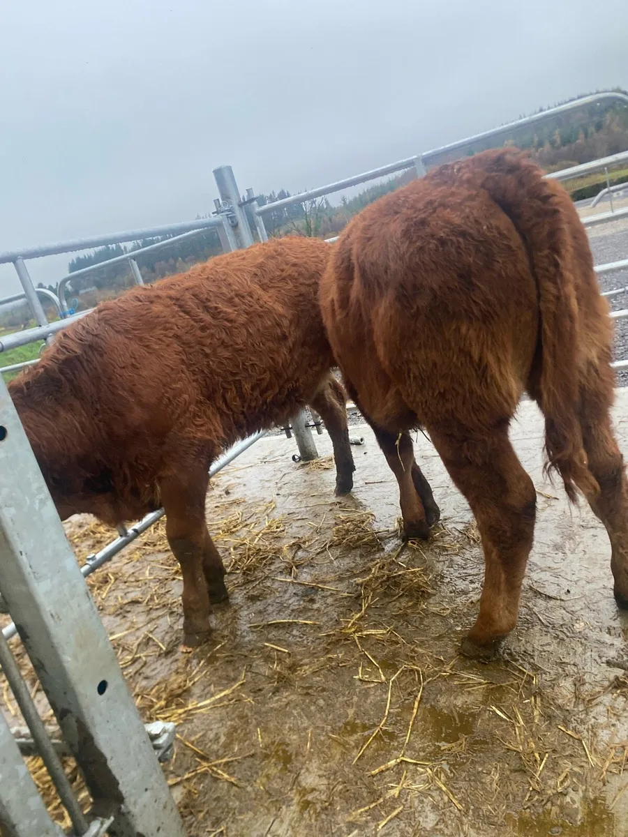 2 limousine heifers cow makers - Image 2