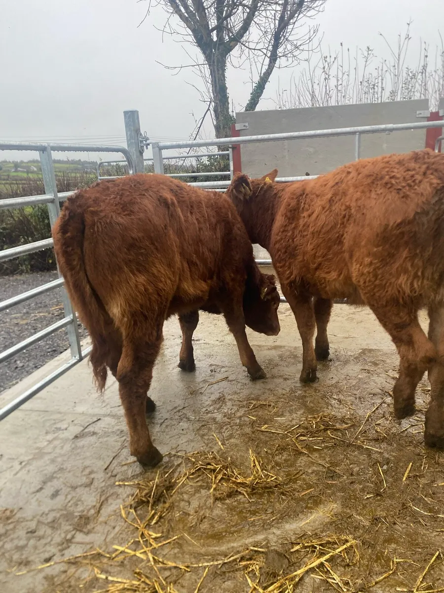 2 limousine heifers cow makers - Image 3