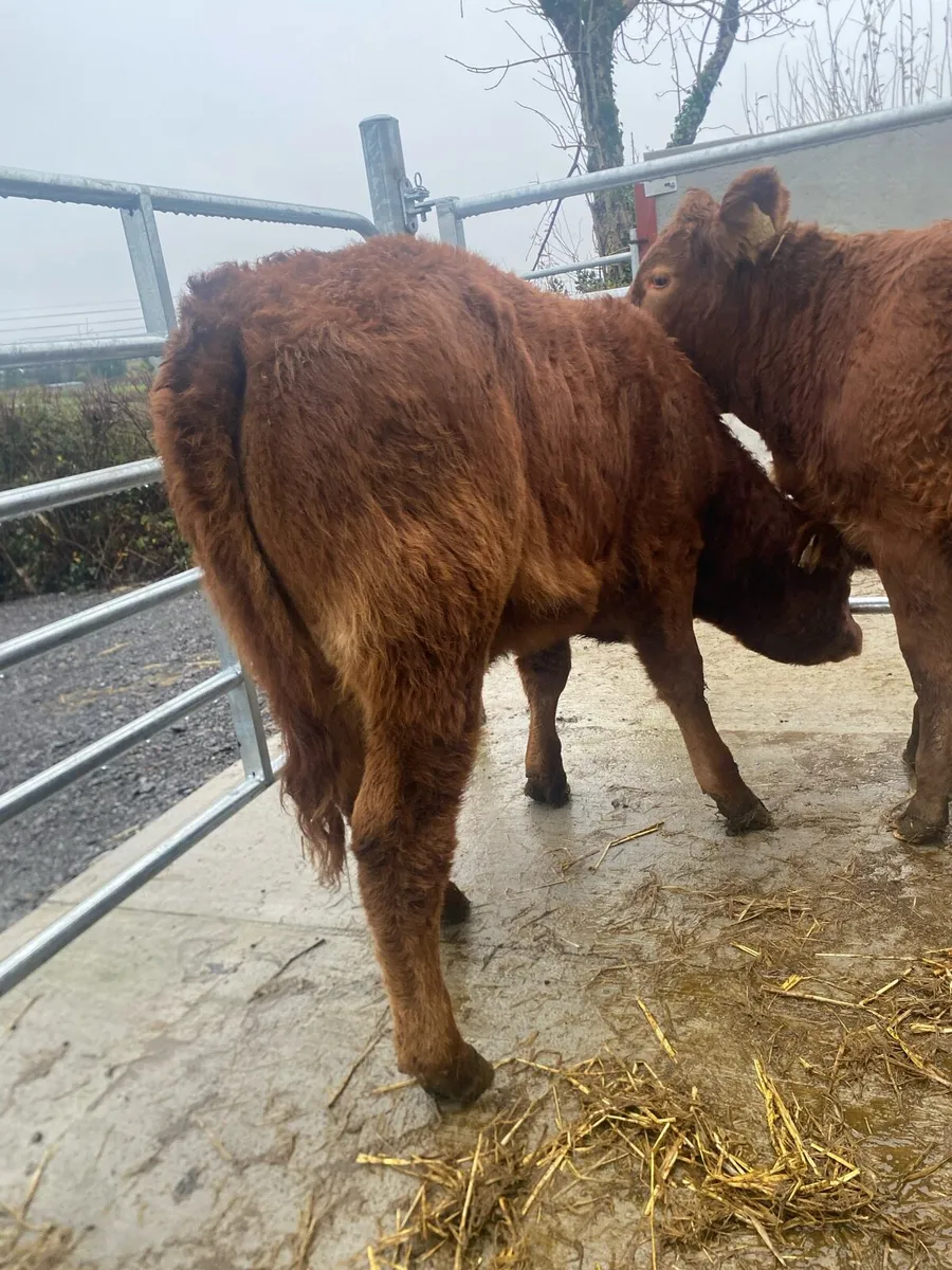 2 limousine heifers cow makers - Image 4
